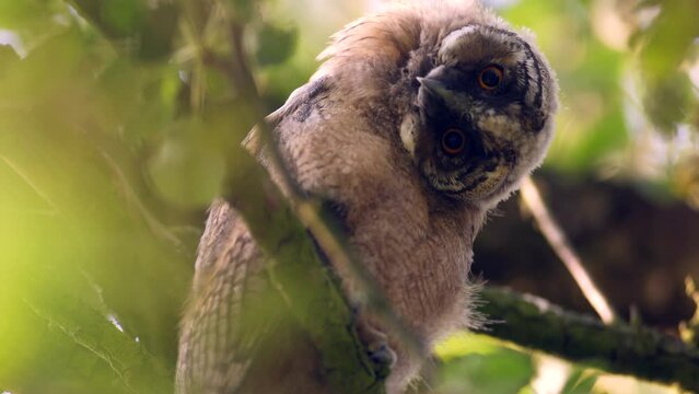 Close up of young bizarre chick long eared owl (Asio otus) portrait gazing and sitting on dense branch deep in crown of buch. Wildlife tranquil portrait footage of bird in natural habitat background.