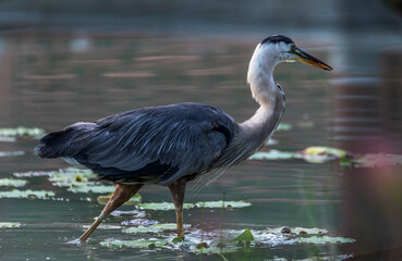 The great blue heron looking for fish.