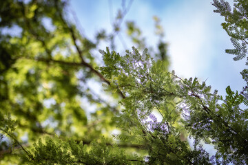 leaves against the sky