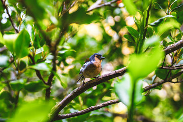 Madeiran sparrow sitting on rock wall and looking in the distance. 25 Fontes waterfalls, Madeira Island, Portugal, Europe.