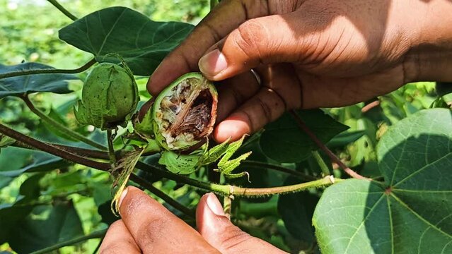 Bollworm In cotton Fruit, Worm destroying cotton crop