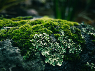 Moss covered rock