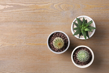 Different succulent plants in pots on wooden table, flat lay. Space for text