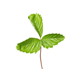 Green wild strawberry leaf isolated on white