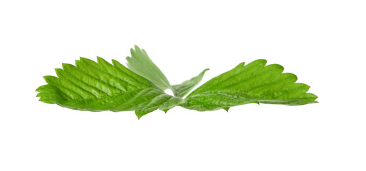 Green wild strawberry leaf isolated on white