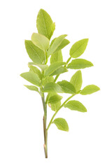 Bilberry branch with fresh green leaves isolated on white