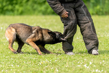 berger belge malinois en ring 