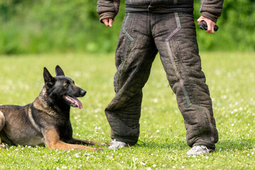berger belge malinois en ring 