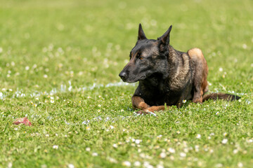 berger belge malinois en ring 
