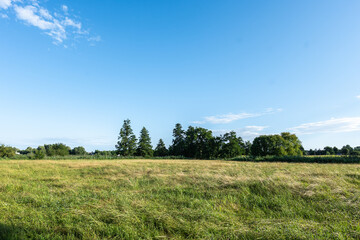 Fototapeta na wymiar krajobraz szerokiej łąki, panorama zielonych terenów w zachodniej Polsce