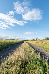 Panorama polnej ścieżki w krajobrazie wiejskim w porze letniej, pola kwitnące plony i drzewa w oddali na tle błękitnego nieba z niemalże bezchmurną pogodą