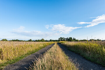 Fototapeta na wymiar Panorama polnej ścieżki w krajobrazie wiejskim w porze letniej, pola kwitnące plony i drzewa w oddali na tle błękitnego nieba z niemalże bezchmurną pogodą