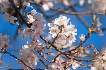 Cherry blossoms are the symbol of spring in Japan.