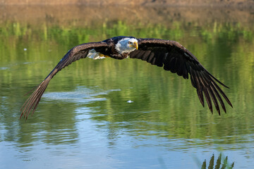 Bald Eagle in flight over a pond