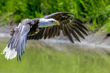 Bald Eagle gliding over a pond