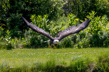 Fototapeta na wymiar Bald Eagle gliding over a field