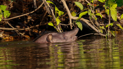 Anta 
Tapir
Tapirus terrestris