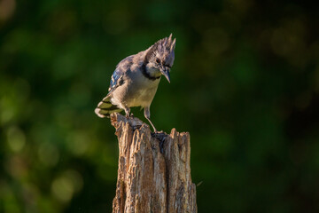blue jay perched on a fence post