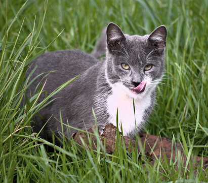 Gato entre pastos
