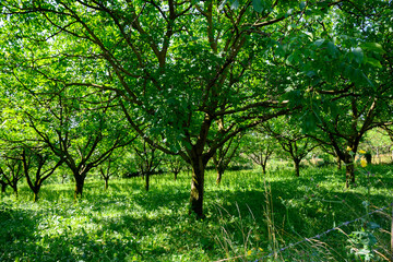 Plantation of high-quality PDO certified walnuts trees on foothills of Alps near Grenoble, France