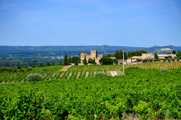 Vineyards of Chateauneuf du Pape appellation with grapes growing on soils with large rounded stones...