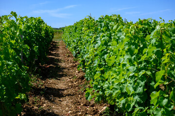 Fototapeta na wymiar Vineyards of Pouilly-Fume appellation, making of dry white wine from sauvignon blanc grape growing on different types of soils, France