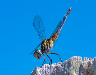 dragonfly on a branch