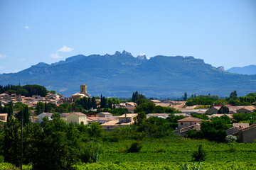 Vineyards of Chateauneuf du Pape appellation with grapes growing on soils with large rounded stones...