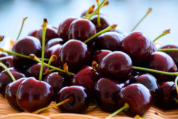 New harvest of fresh ripe dark red cherry berry in Provence, France close up