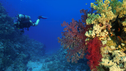 Underwater photo of beautiful red soft corals and a scuba diver. Red Sea in Egypt.