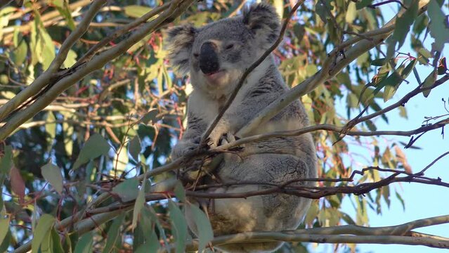 Australian koala in the wild up a gumtree 