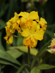 Orquidea amarilla completamente, macro flor