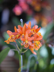 Orquidea naranja ramillete pequeñas macro