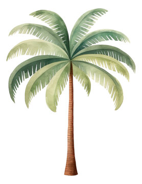 Hand drawn watercolor palm tree isolated. Cartoon style illustration.