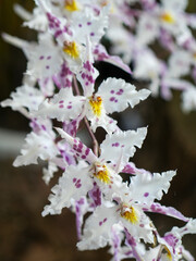 Odontoglossum crispum macro acercamiento ramillete balnco y puntos violetas