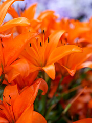 Manojo de azucenas anaranjada, azucena bulb&iacute;fera o azucena roja