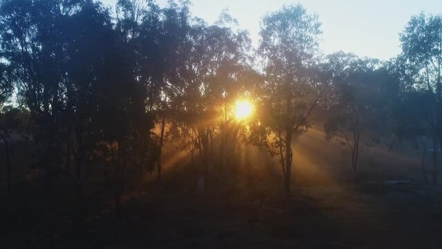 sunset through mist in the forest