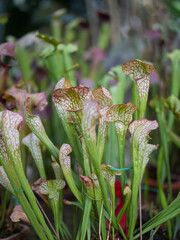 Plantas carn&iacute;voras rocio del sol drosera en grupo 