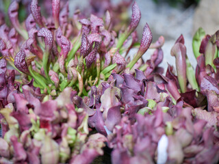 Grupo de plantas carn&iacute;voras tonos violeta drosea roc&iacute;o del sol 