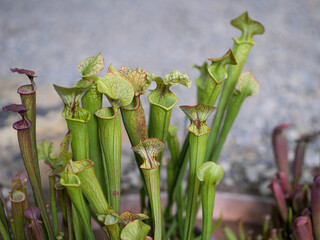Planta carn&iacute;vora macro grupo de carn&iacute;voras 