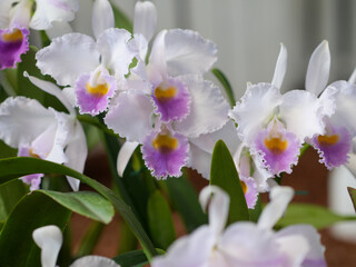 Cattleyas orquídea natural tono blanco y violeta detalle amarillo