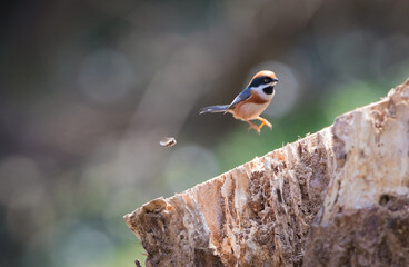 Bird & Bee