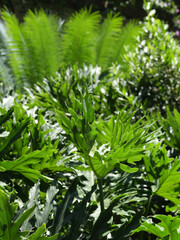 Hojas naturales Balazo planta, mostera natual aire libre