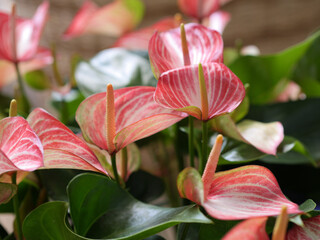 Anturio o planta flamenco grupo natural planta de interior tonos rojos