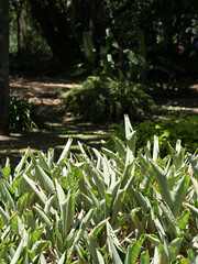 Jard&iacute;n hojas verdes verano