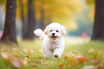 Happy bichon frise dog walking in autumn park - obrazy, fototapety, plakaty