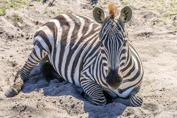 Fototapeta na wymiar Portrait of a zebra laying in the sand
