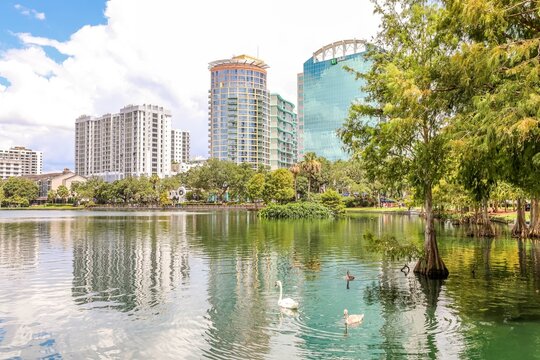 Swans at Lake Eola Park in Orlando Florida
