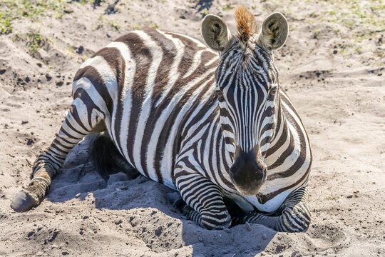 Portrait of a zebra laying in the sand