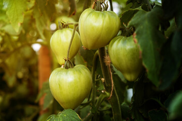 A lot of green tomatoes on a bush in a greenhouse. Tomato plants in greenhouse. Green tomatoes plantation. Organic farming, young tomato plants growth in greenhouse.